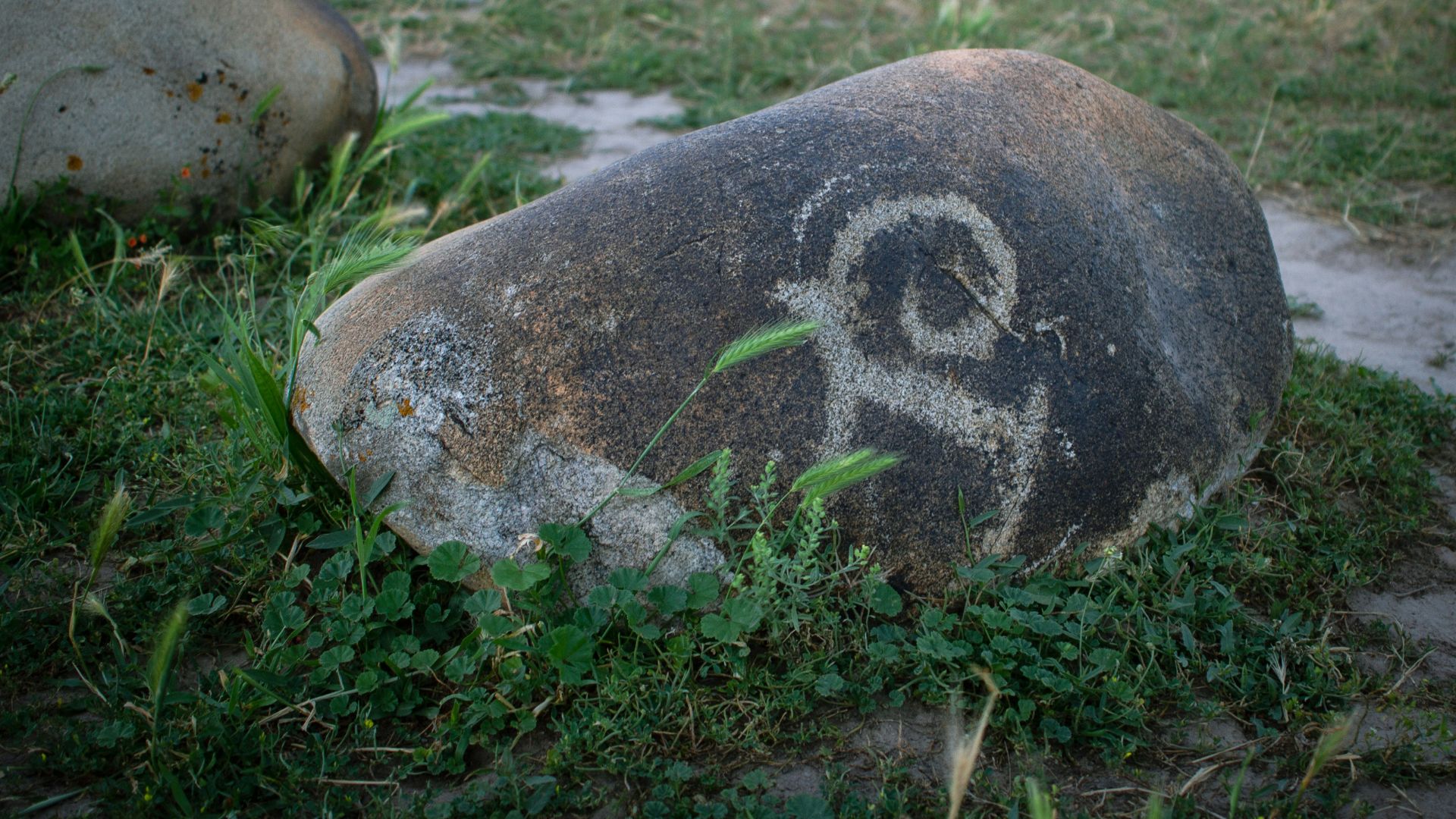 Group of tortoises resting together in a grassy natural setting
