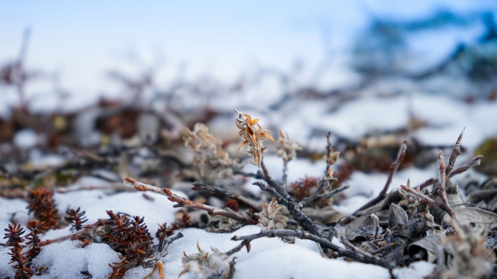 Snow covered tree branch in cold Arctic conditions
