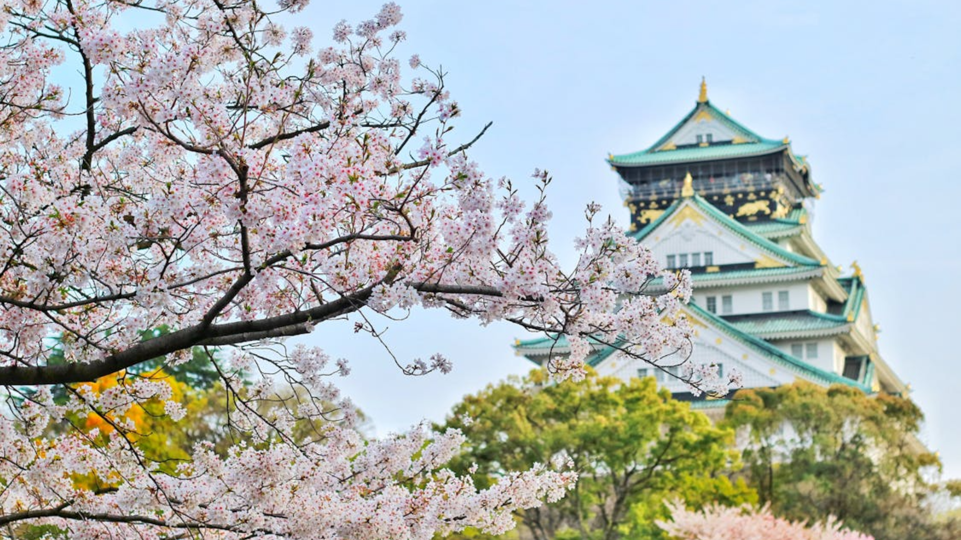 sakura tree in front of temple