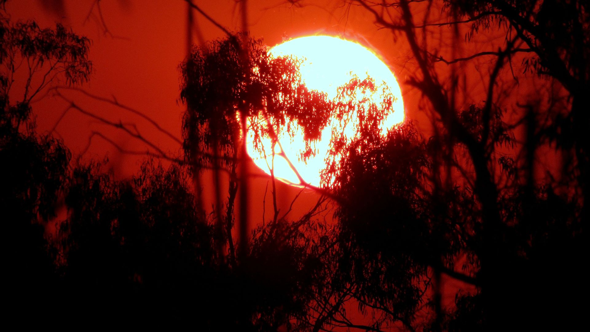 Silhouetted trees standing under an intense sunset during a heat wave