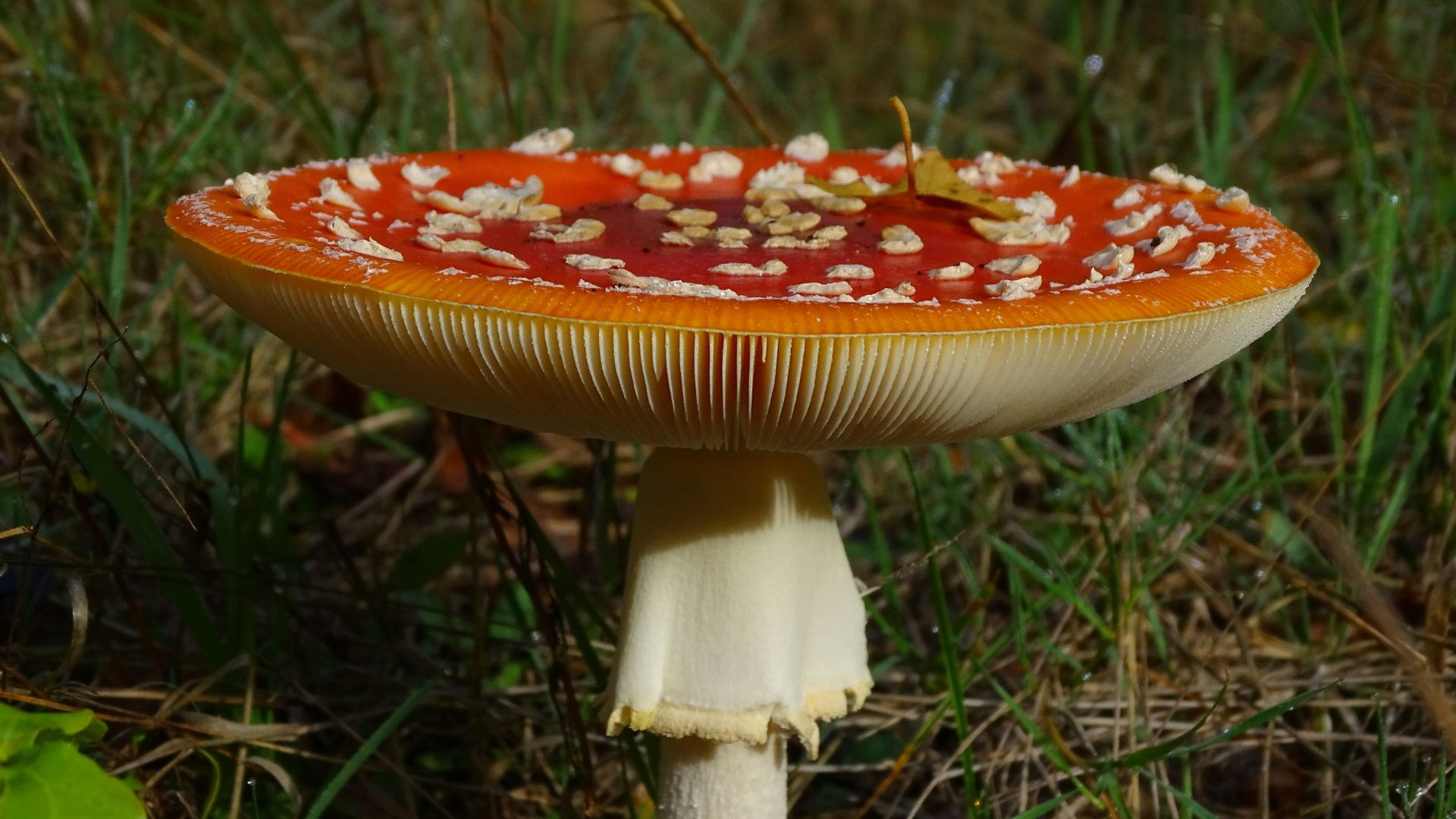 Red spotted mushroom growing from forest ground with surrounding leaves
