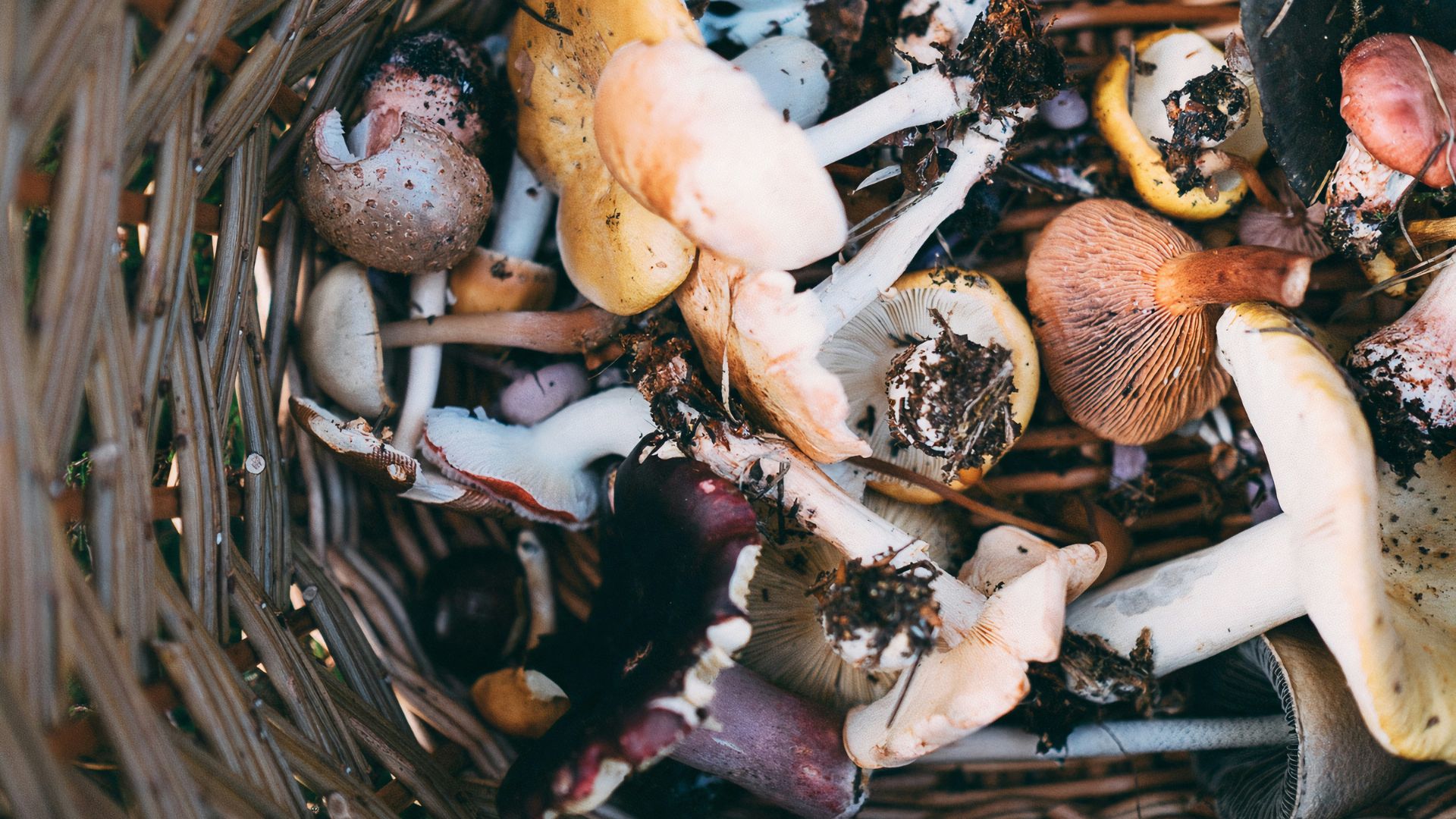 Cluster of brown mushrooms growing on a fallen wooden log in a forest setting