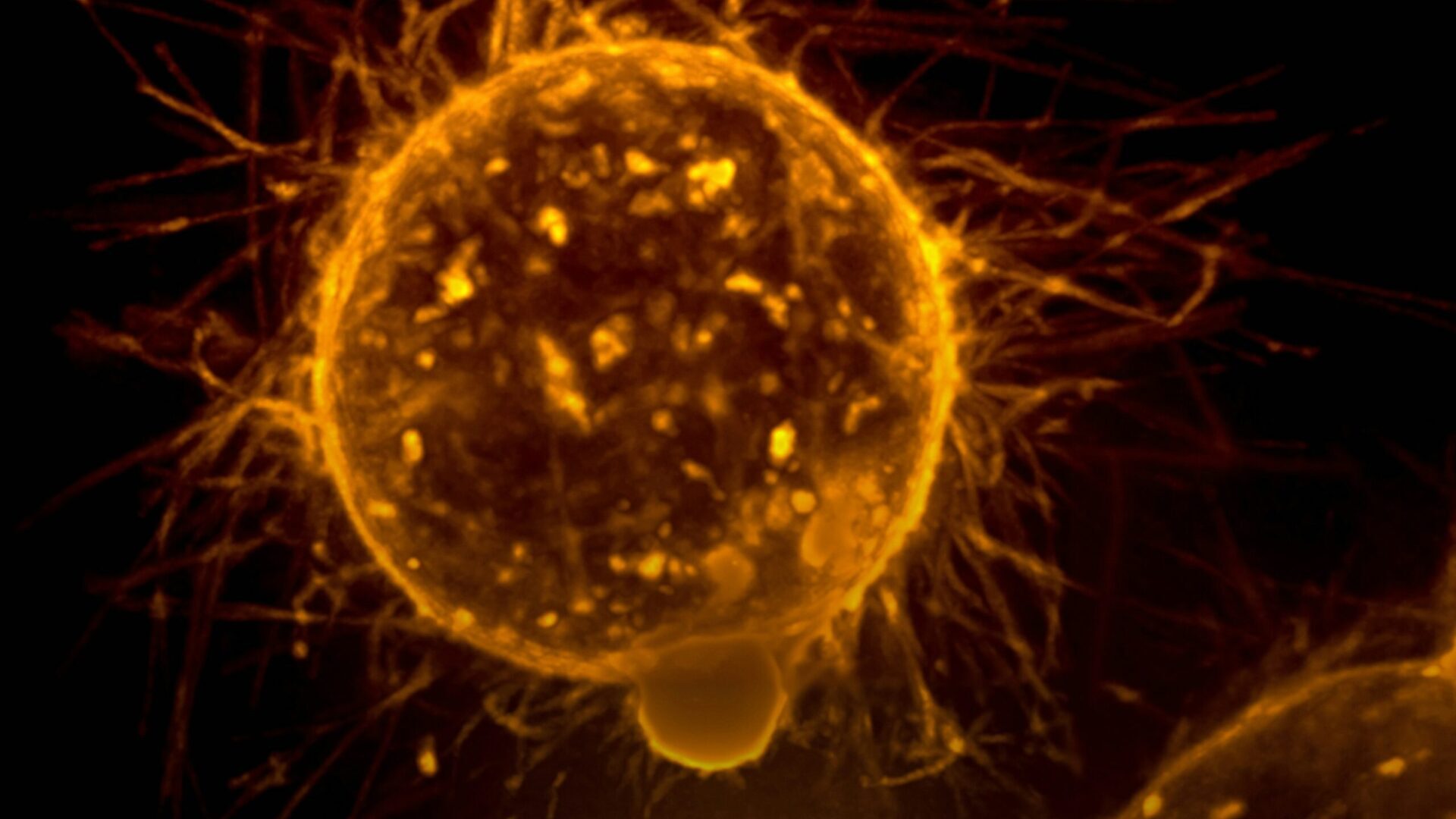 Yellow and black abstract painting with bold brush strokes.