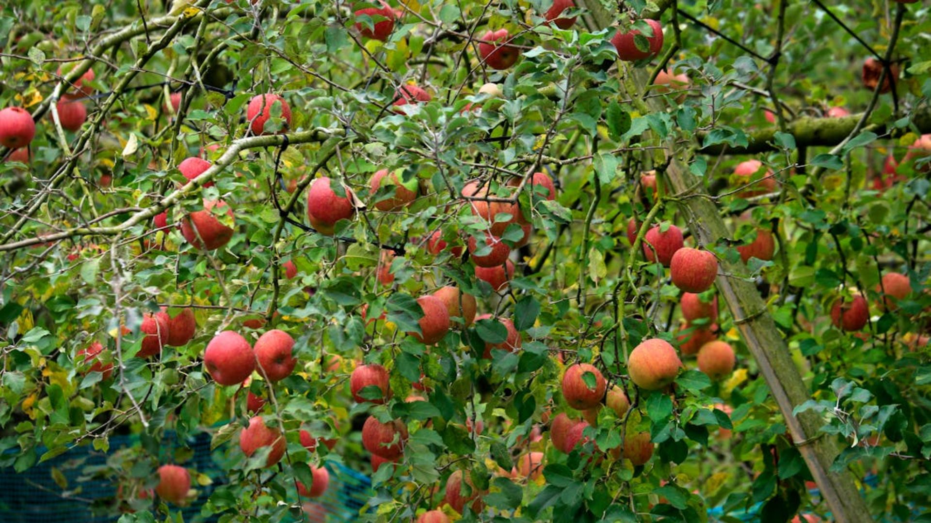 Apple orchard with ripening red apples