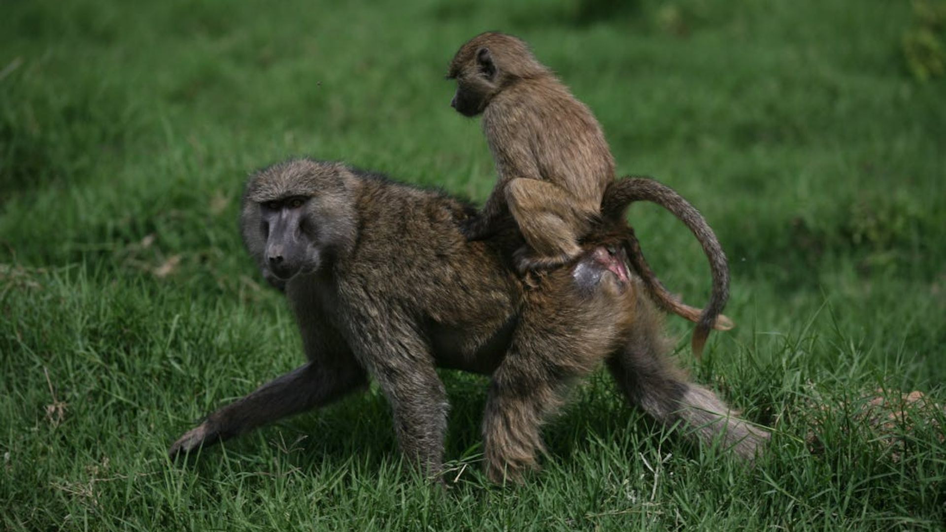 A young baboon rides on an adult baboon's back in a grassy field