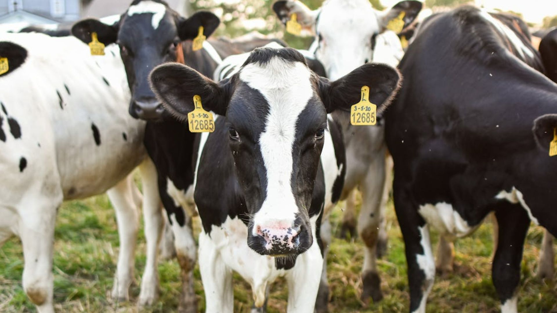 Close up of a herd of cows in a pasture