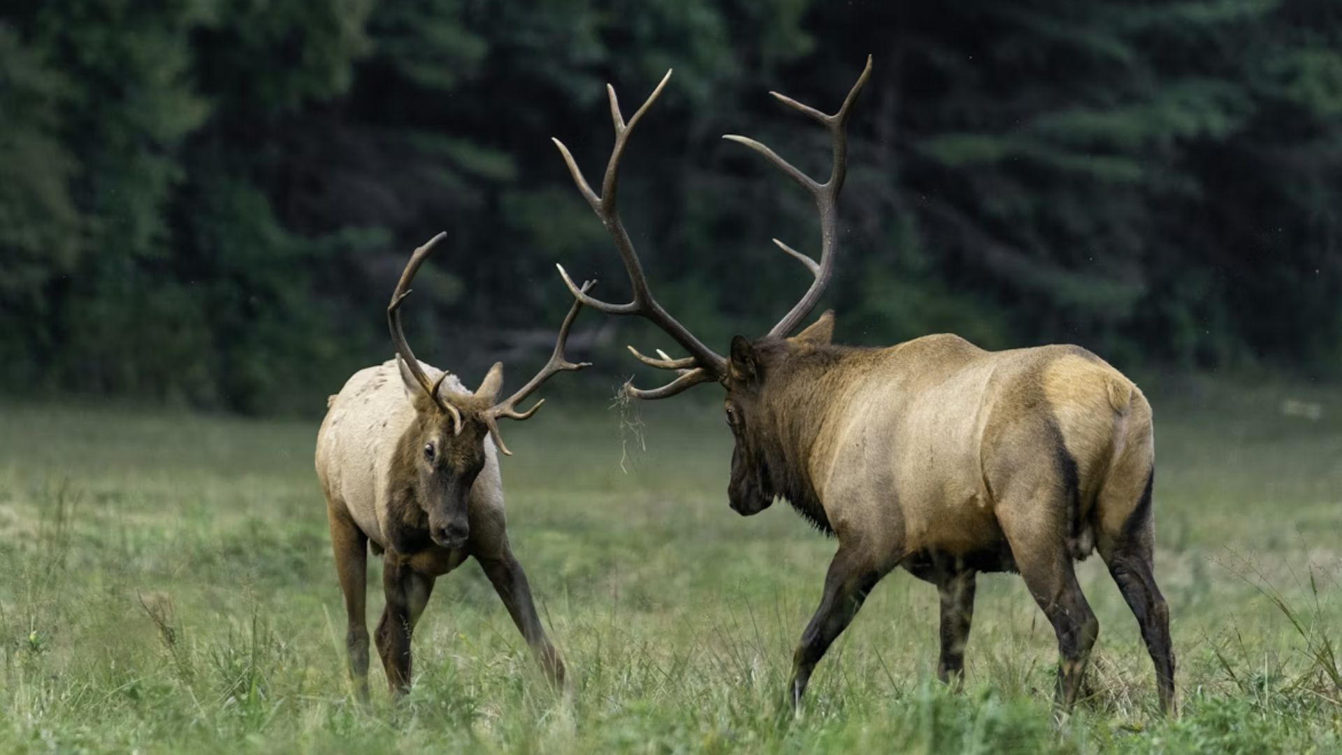 Two bull elk with large antlers face off in a grassy field