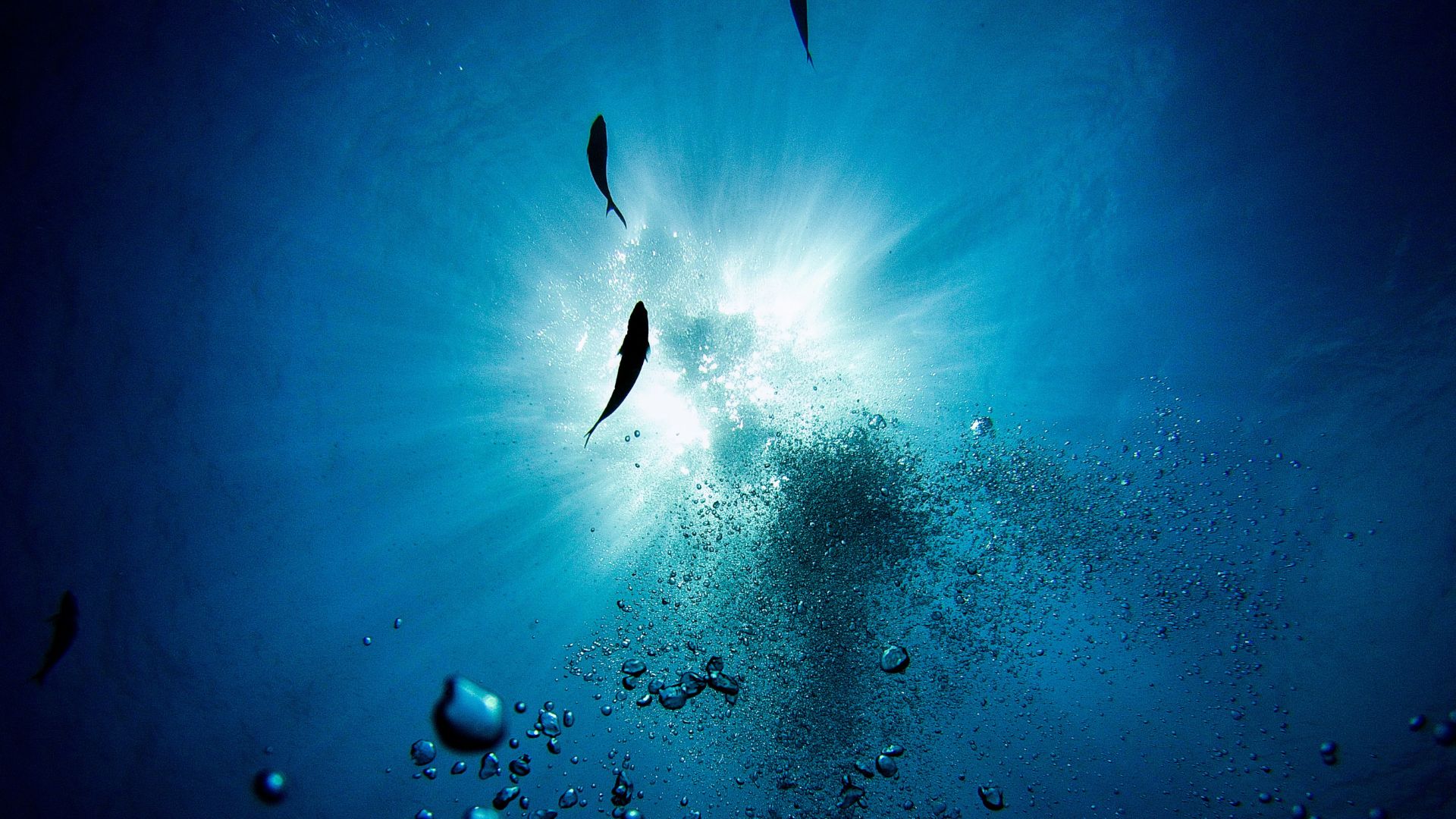 Fish swimming in nutrient rich coastal water