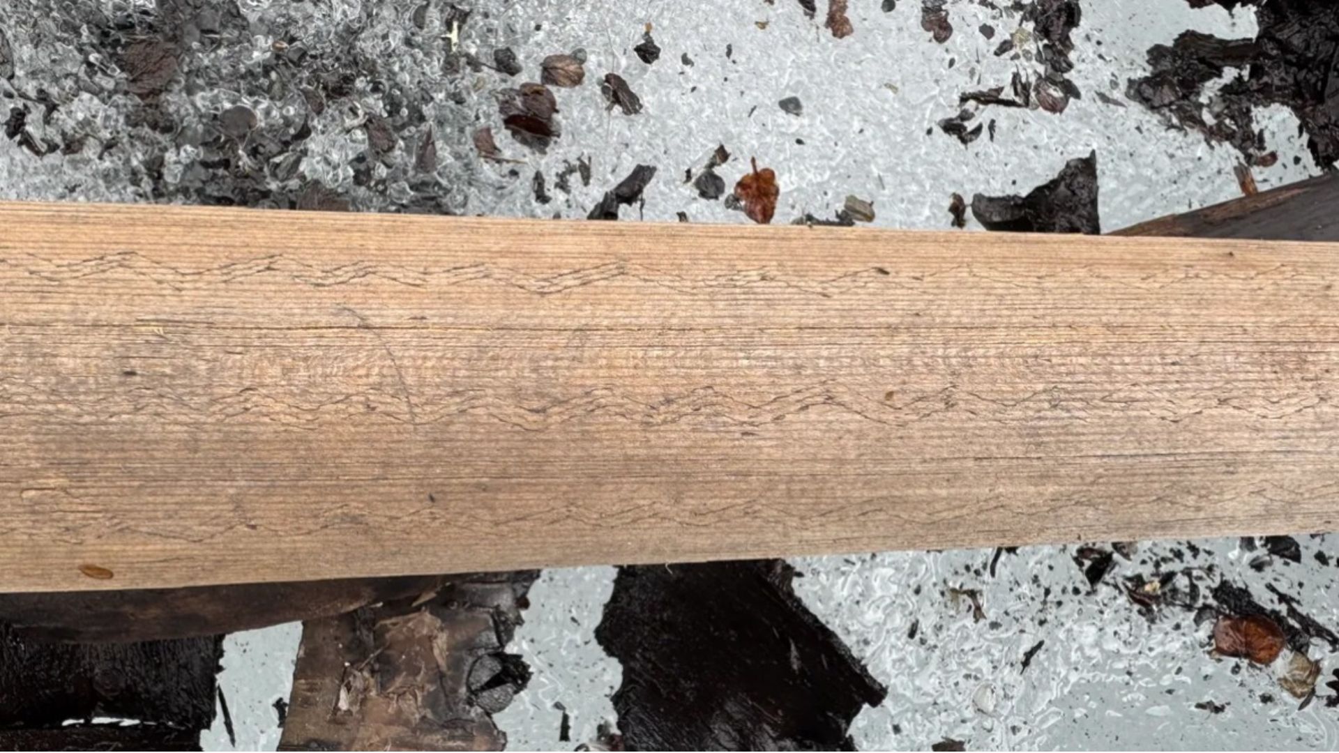 Close-up of a wooden log covered in carvings