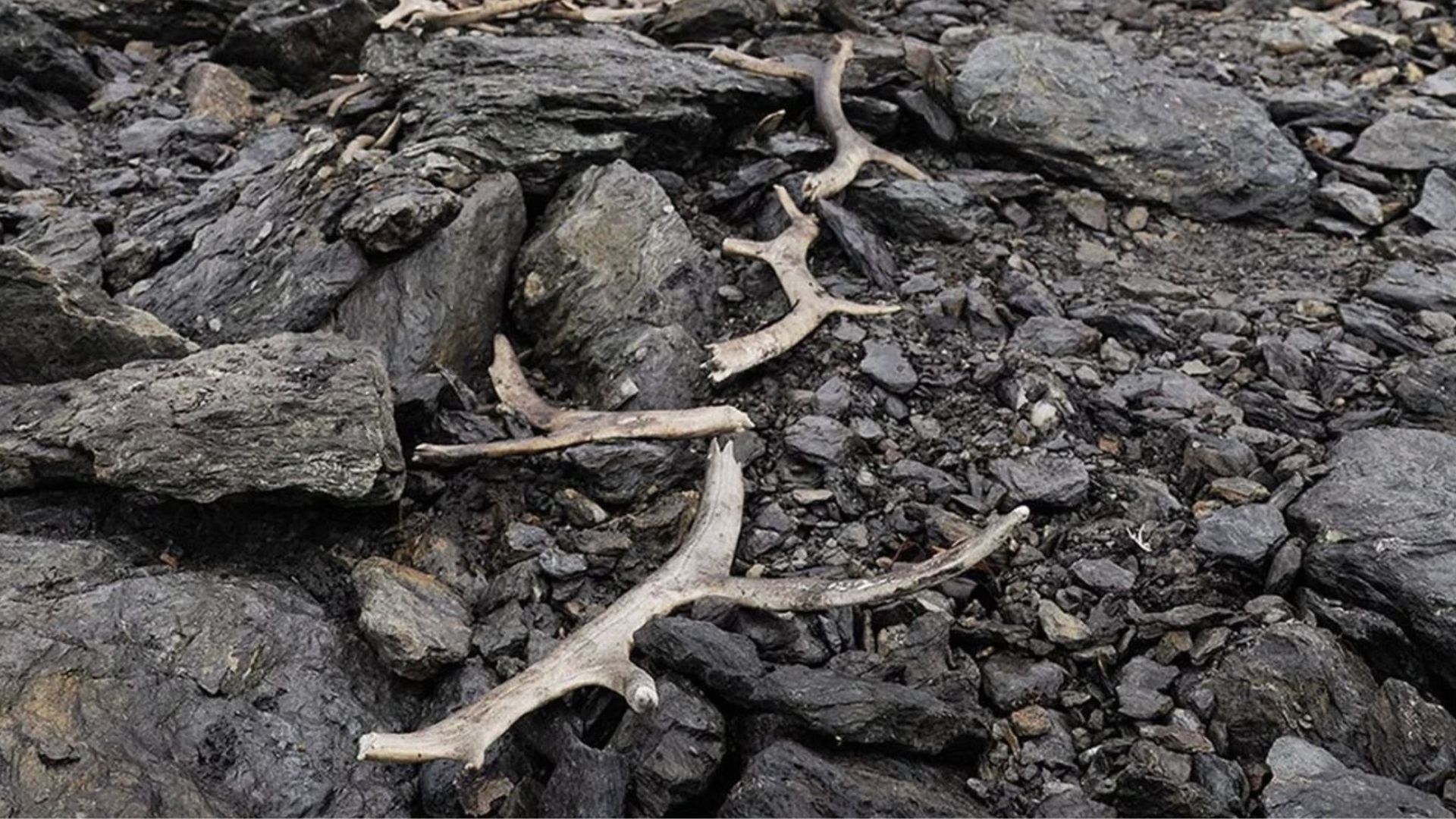 Well-preserved antlers scattered on the ground