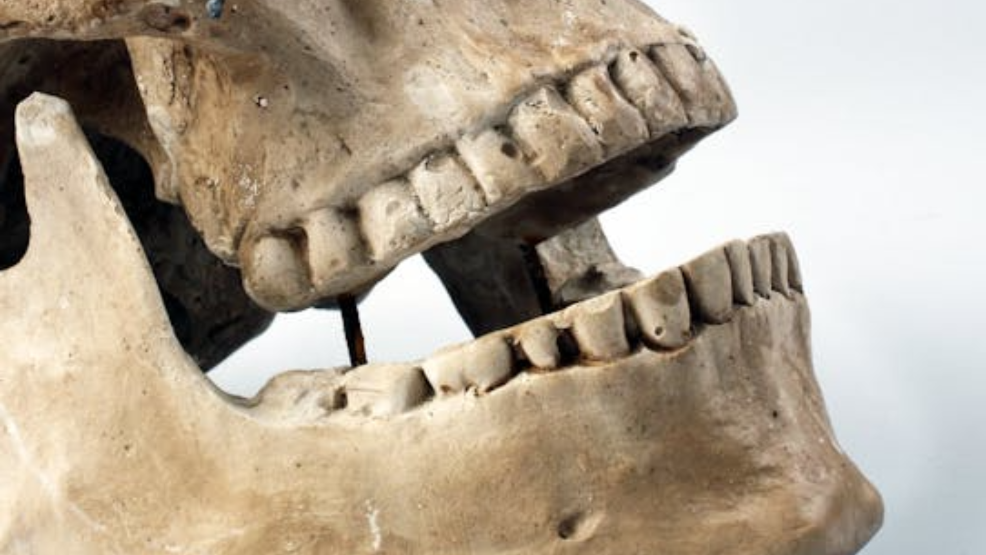 Close-up to a Skeleton Teeth