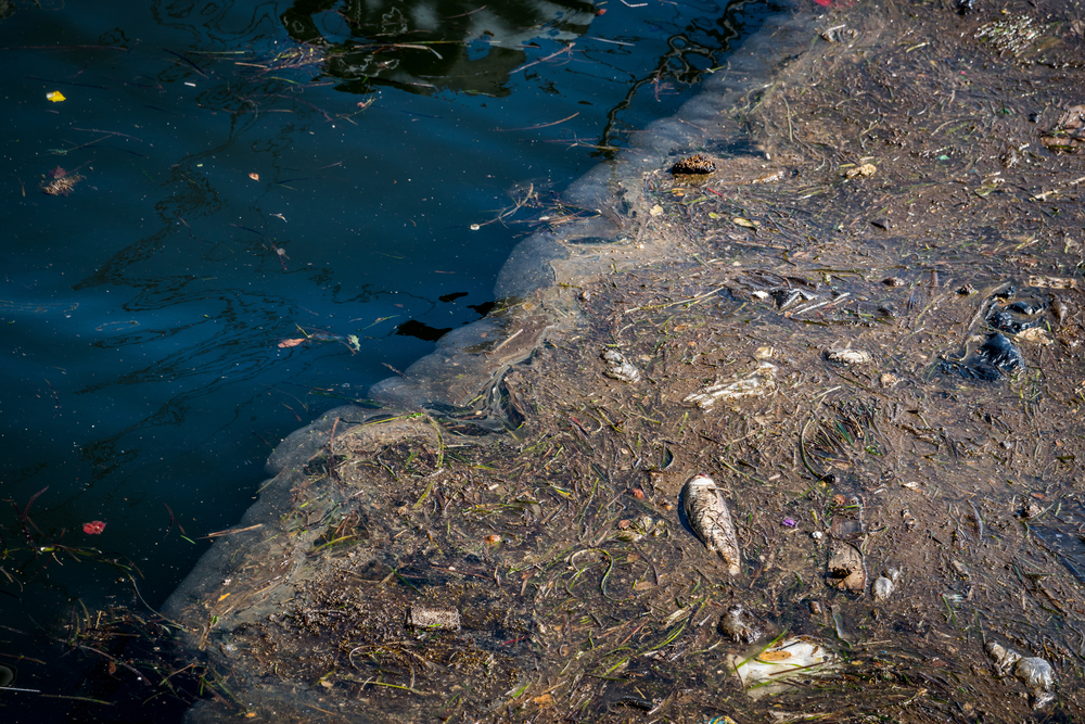 Oil and garbage pollution in the water