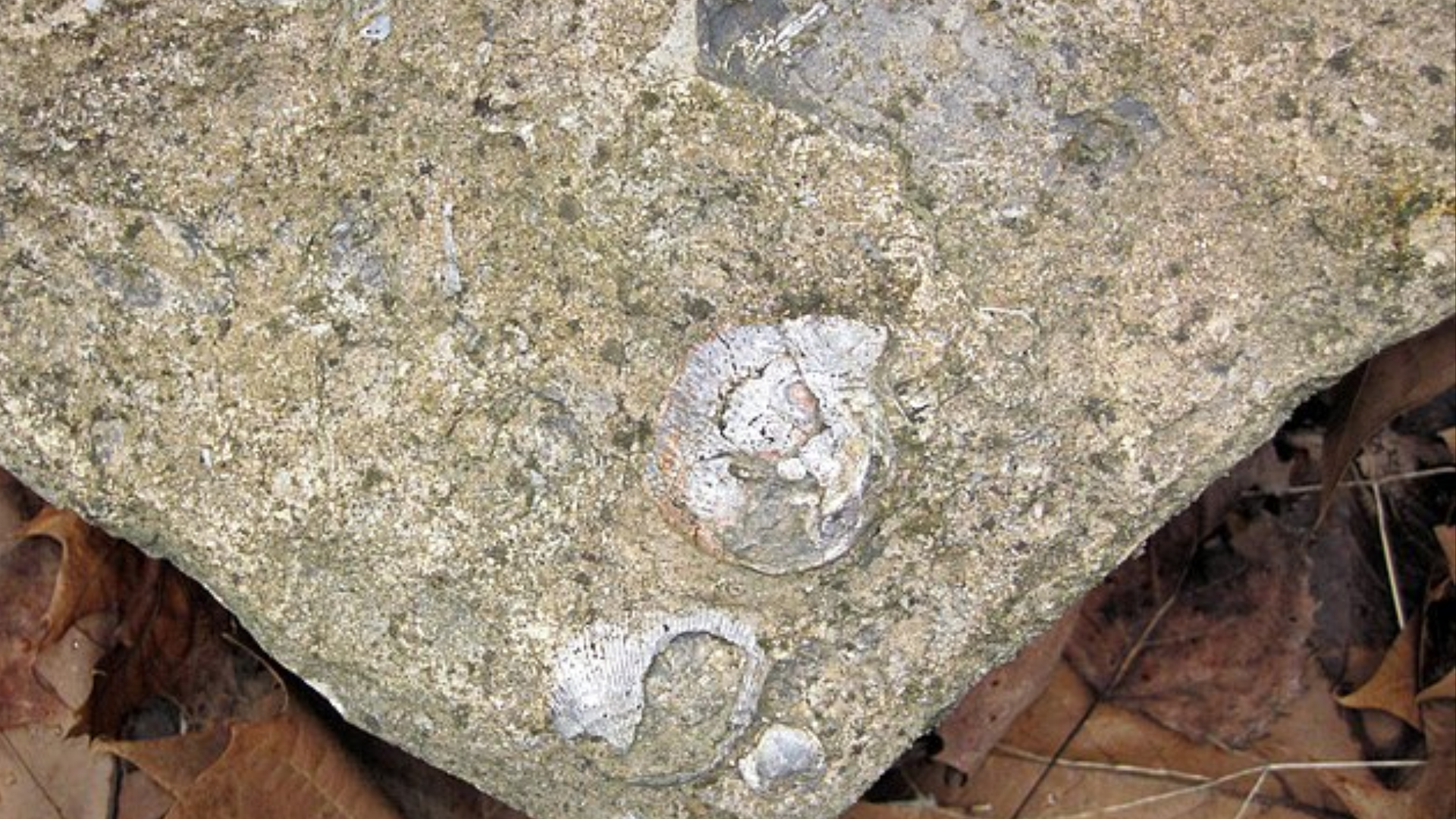Shells Altering Rocks Earth Is Spinning Like a 'Figure Skater' And It's Changing The Length ...
