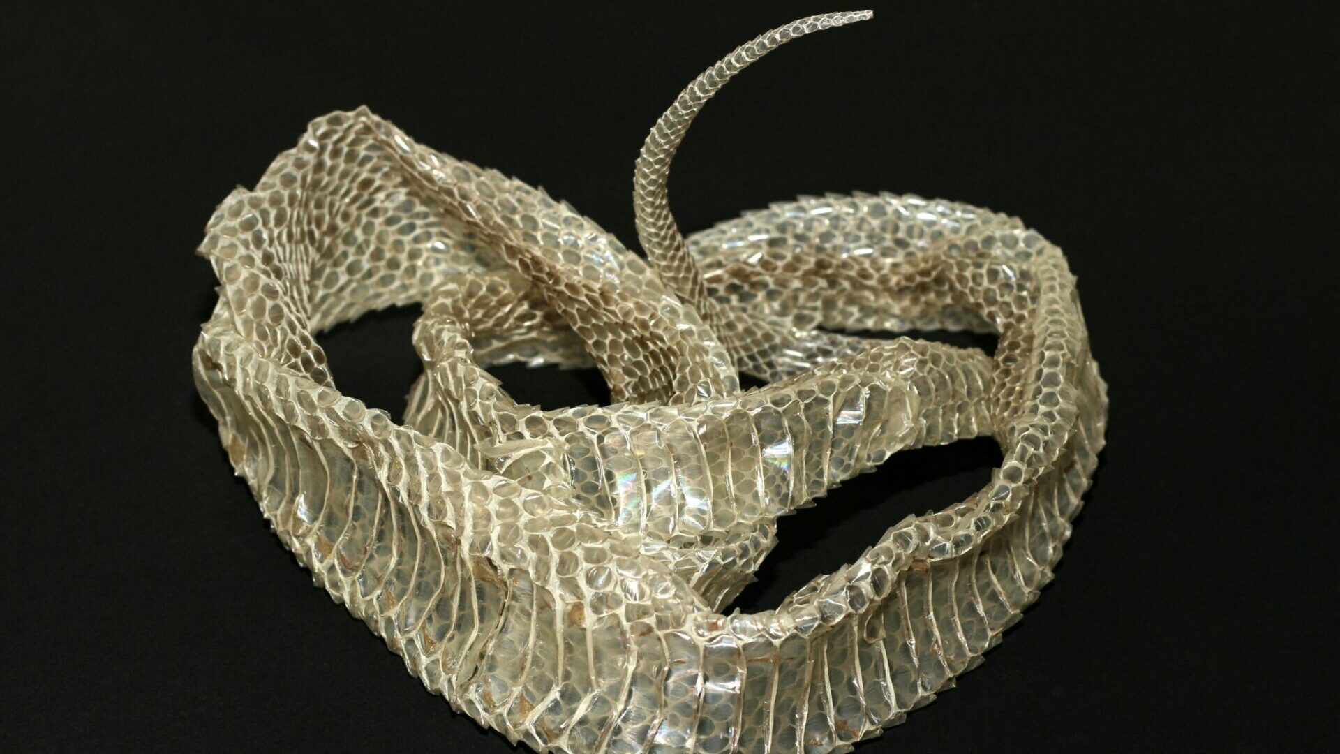 Coiled shed snakeskin displayed against a dark background.