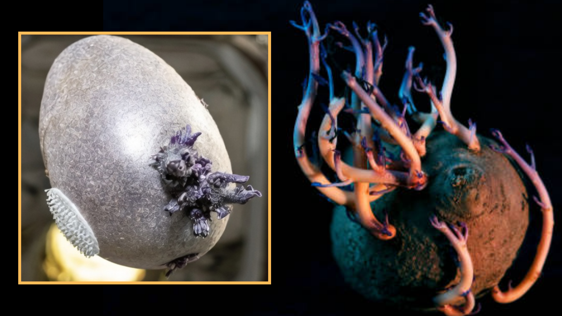 A split image of a purple “space potato” (Spudnik-1) with tentacle-like roots and an artistic shot against a black background.