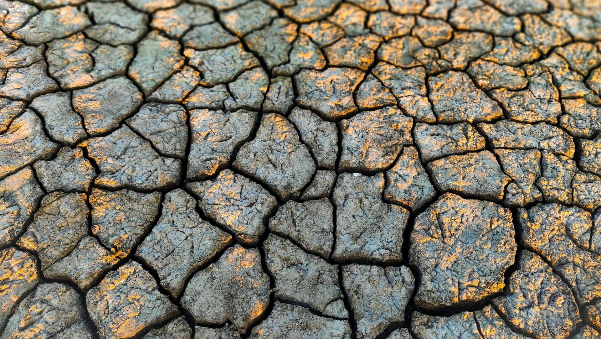 Nearly the Entire Western U.S. Could Face Wildfire Risk This Summer ...