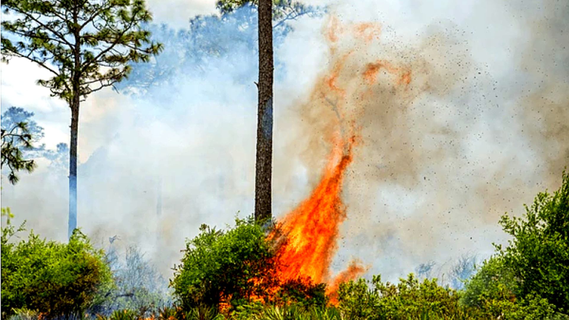 A close-up shot of a single pine tree trunk being licked by bright orange flames.