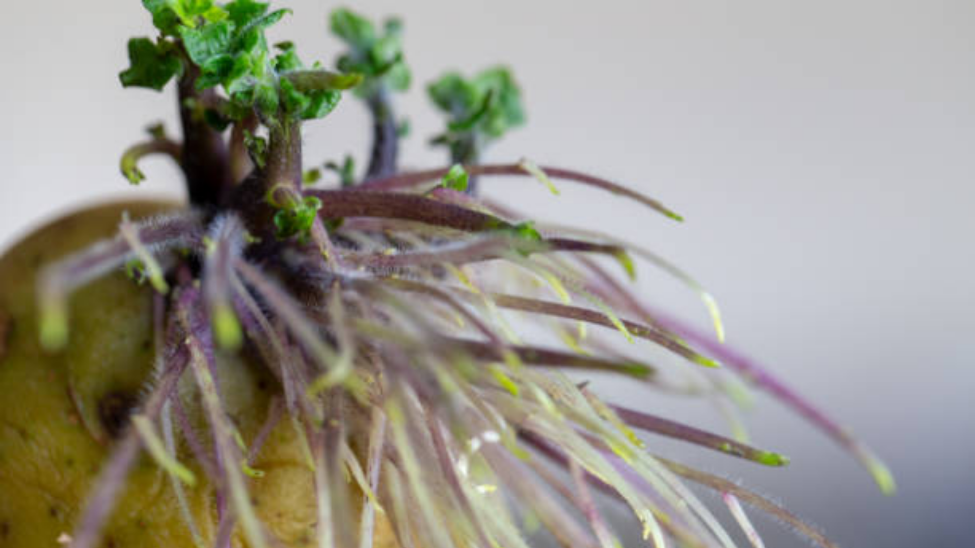 A macro photo of a golden-skinned potato showing dense, purple-tinted sprouts and fine root hairs extending in multiple directions.