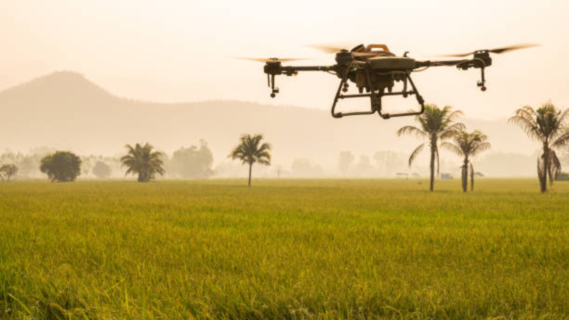 A silhouette of a drone hovering over a vast, golden rice field.
