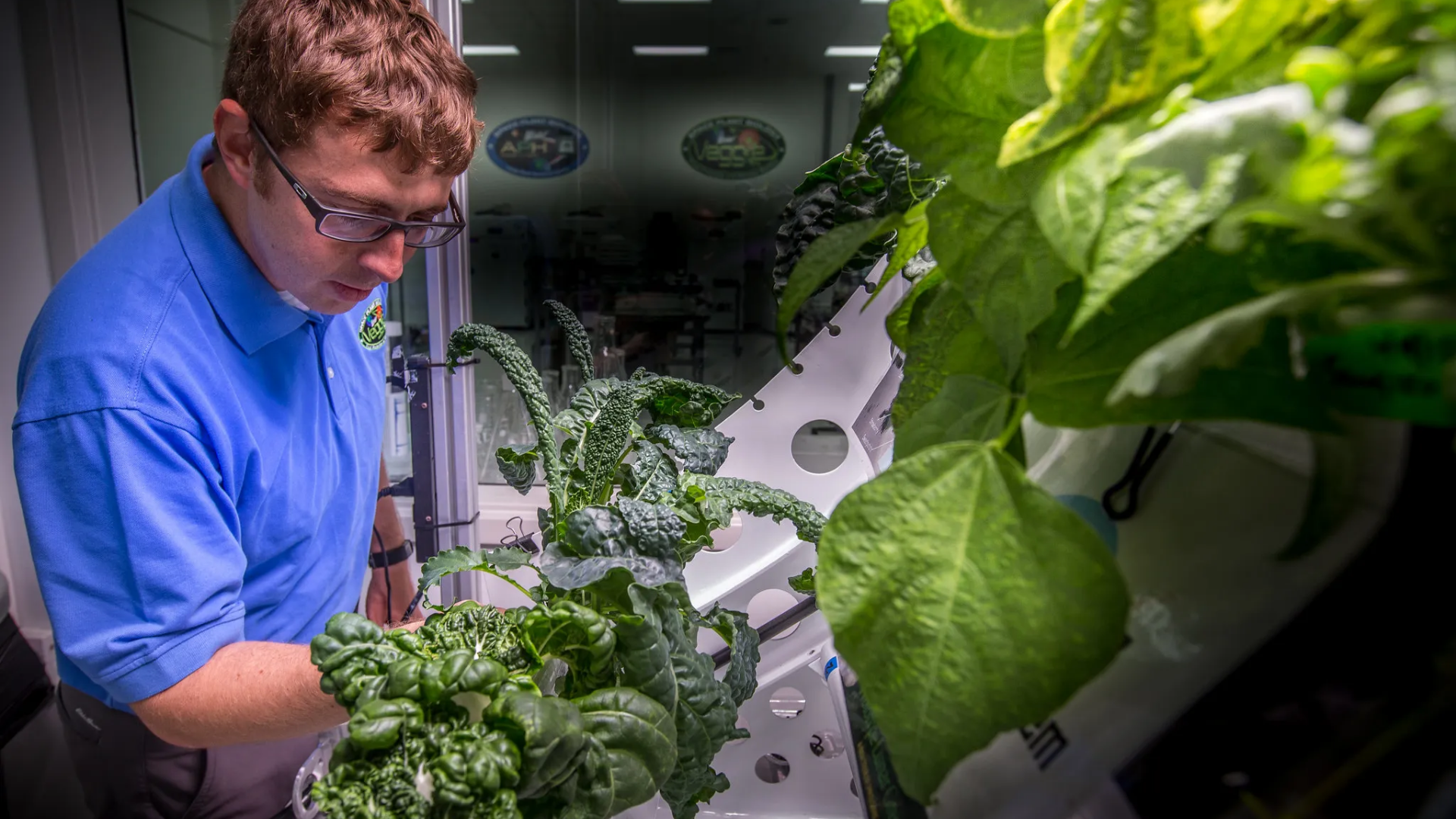 A researcher that meticulously inspects vegetables growing inside the "Veggie" plant growth system at NASA's Kennedy Space Center.