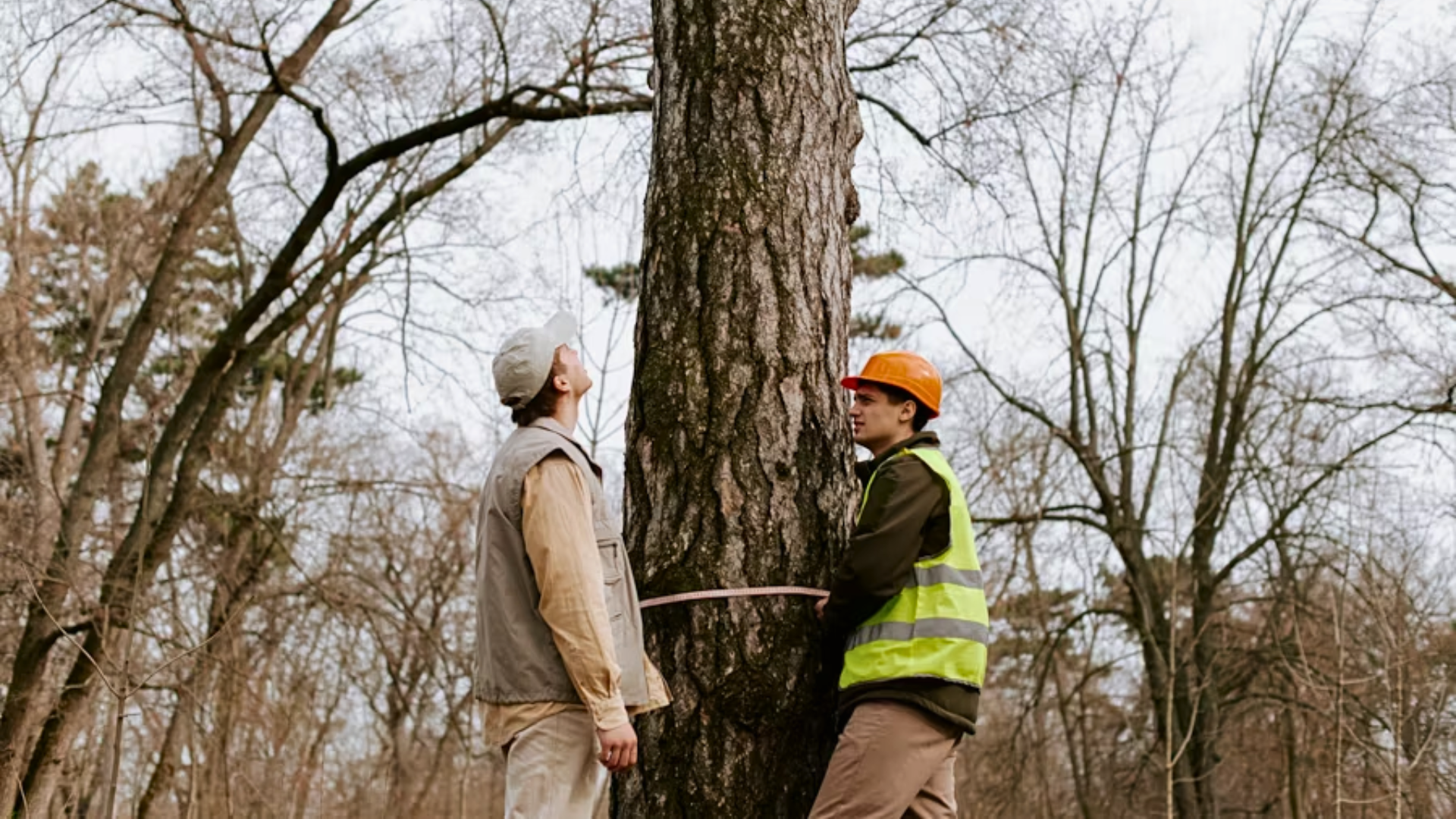 Two workers measuring tree trunk with tape in wooded area.