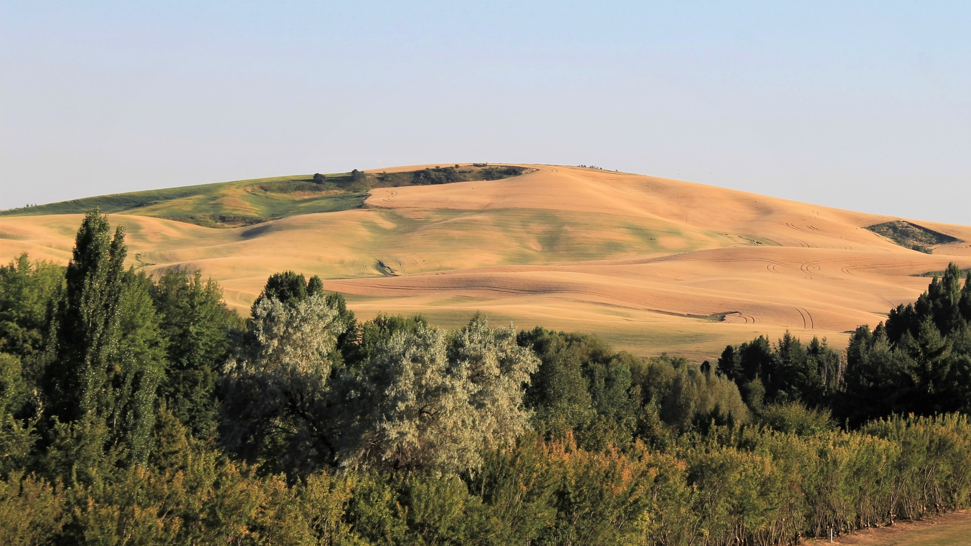Rolling, golden hills of the Palouse landscape stretch toward the horizon behind a lush line of green trees.