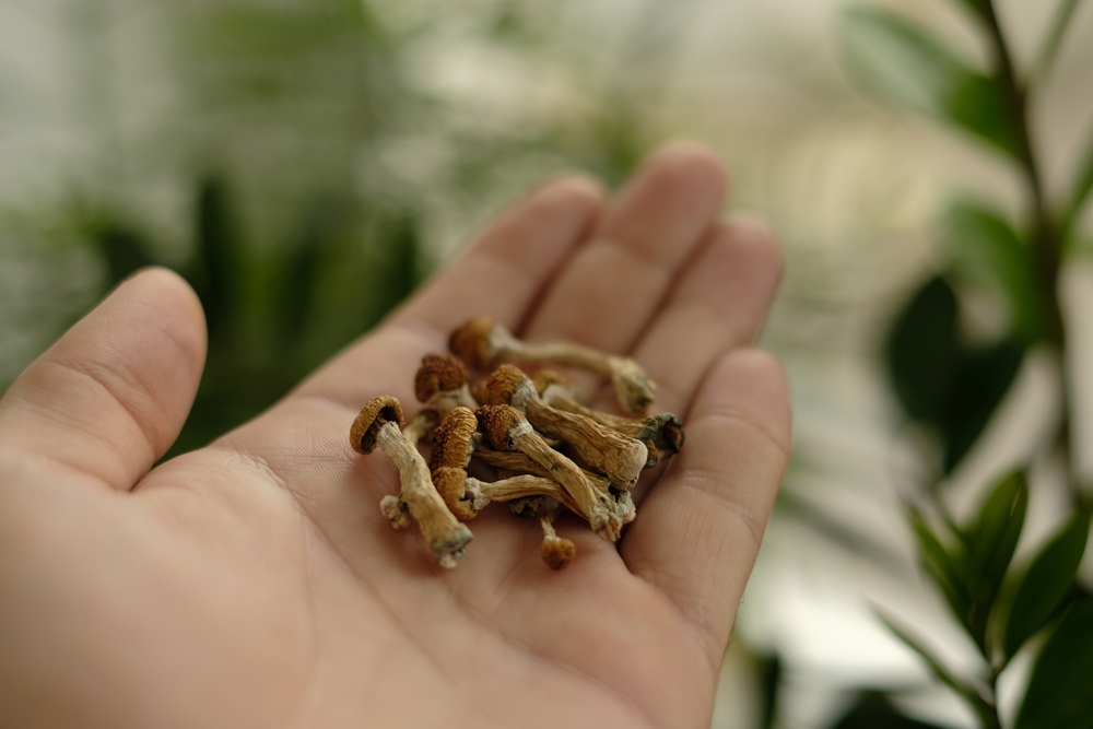 Dried psilocybin mushrooms on a person's hand.