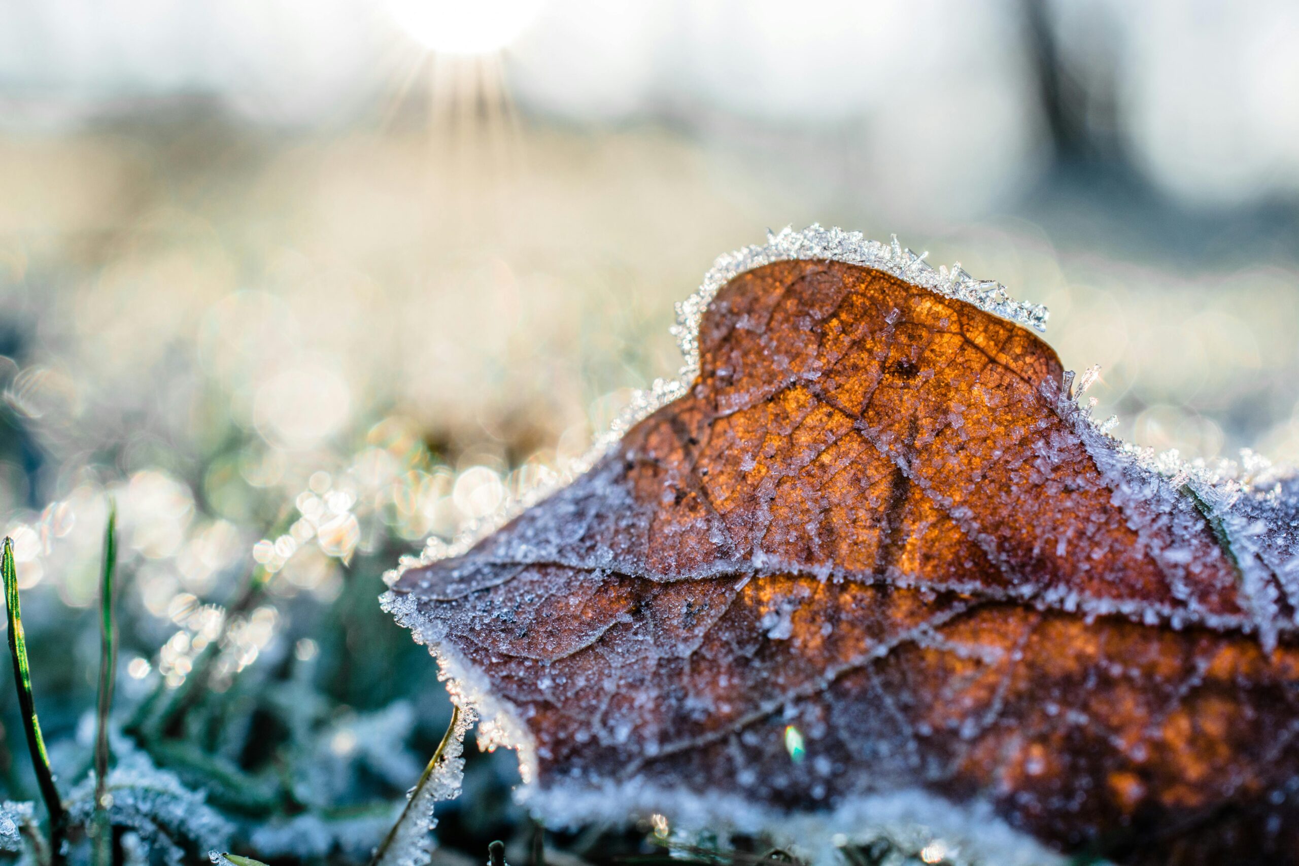Frozen leaf covered in frost crystals illuminated by sunlight.