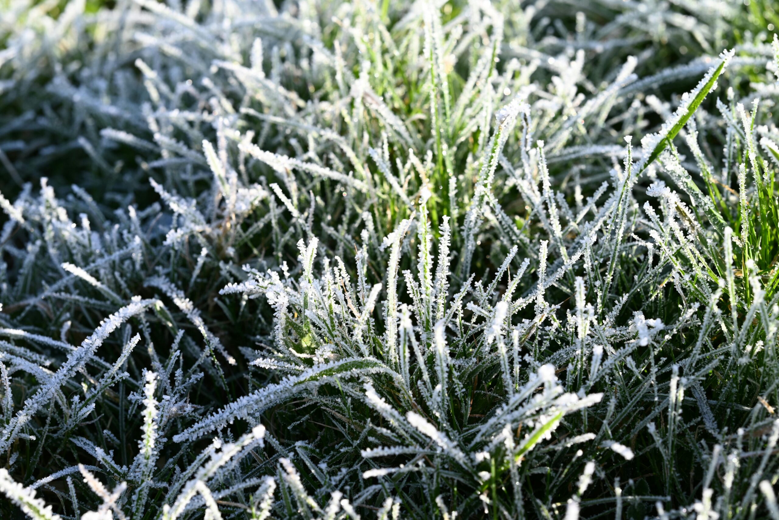 Frost-covered grass blades sparkling in morning sunlight.