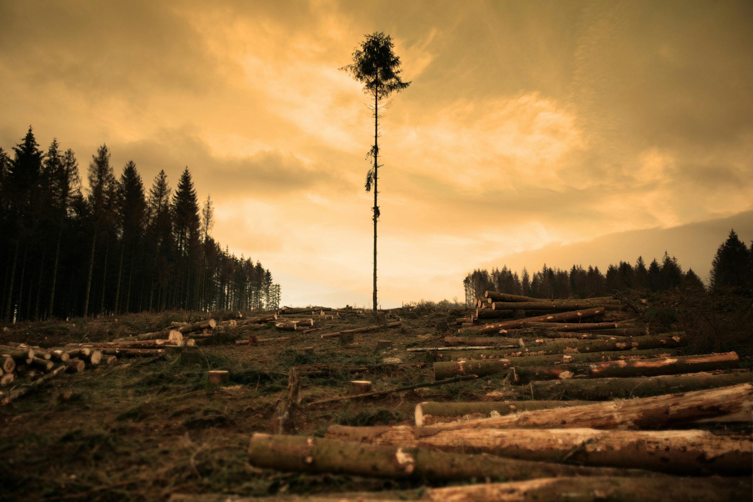 Lone tree standing in a cleared forest surrounded by cut logs under a cloudy sky.