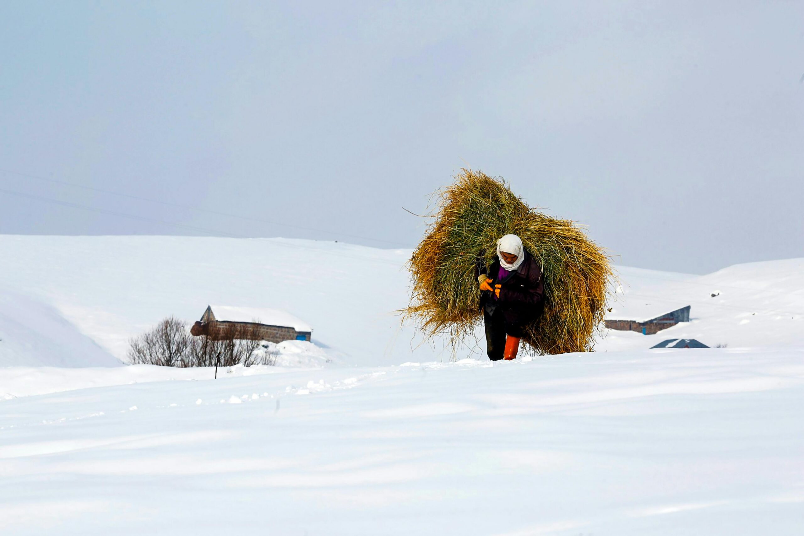 Person carrying a large bundle of hay across a snow-covered landscape.
