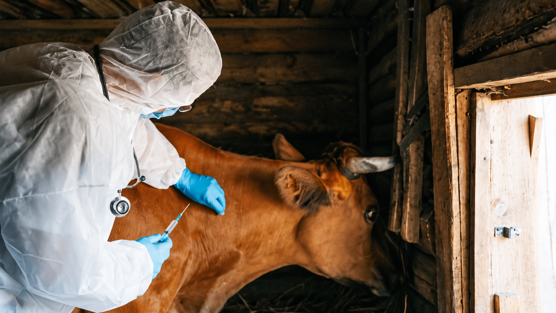 A person in a white hazmat suit and blue gloves preparing to give an injection to a brown cow in a wooden barn.
