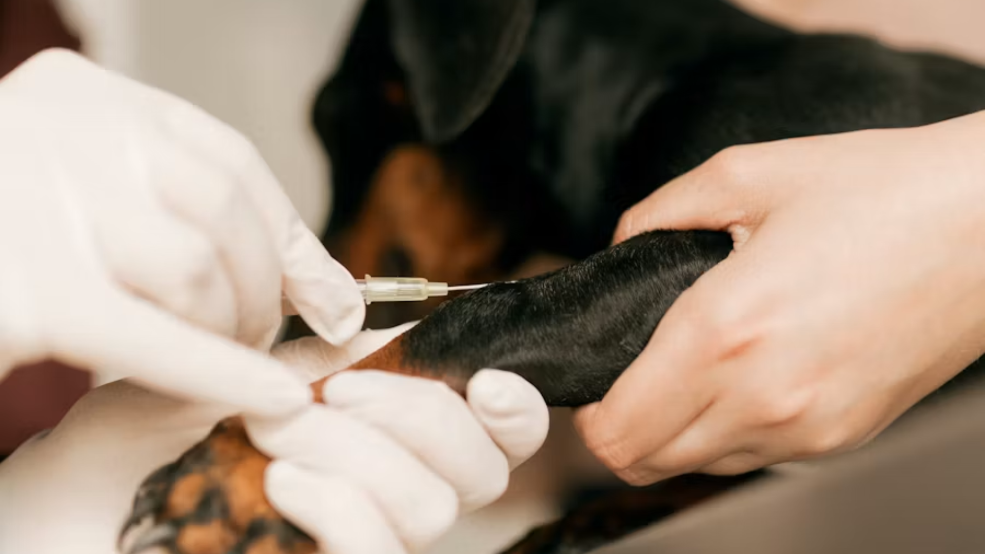 A close-up of a veterinarian's gloved hands inserting a needle into the leg of a black dog for an IV or injection.
