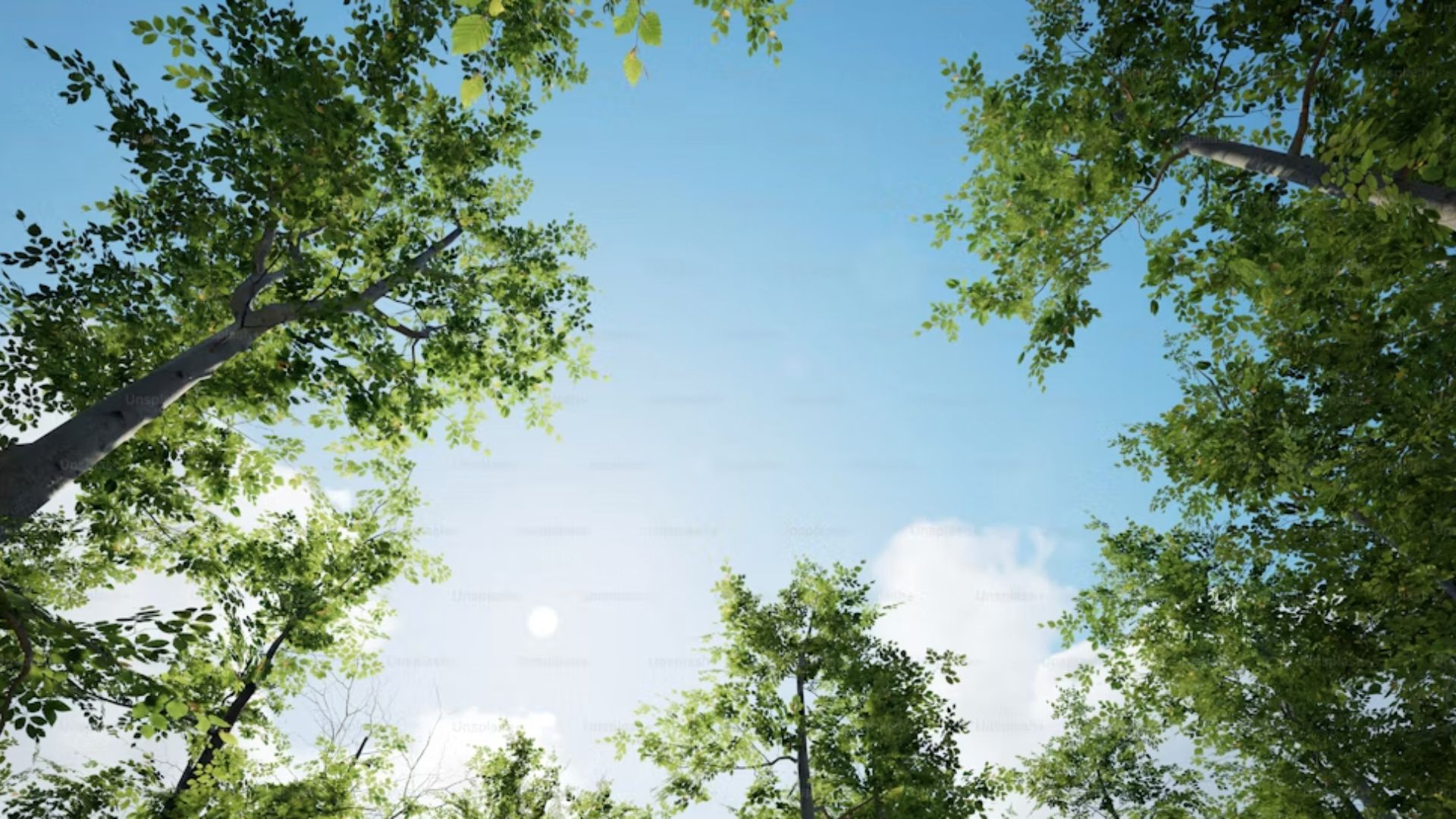 View of some trees and the clear sky with fresh air.