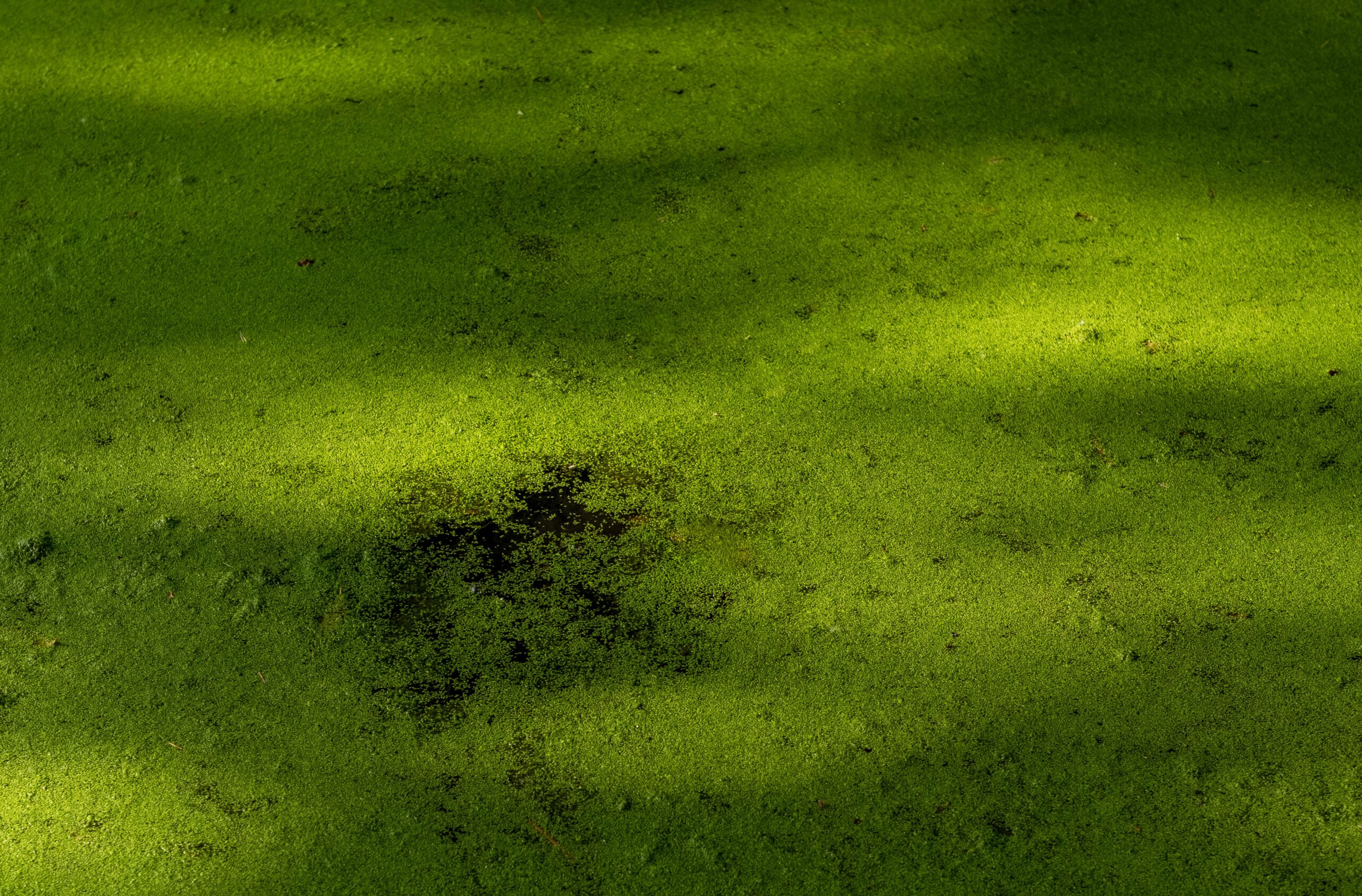 Green algae cover the surface of standing water in a close-up view.