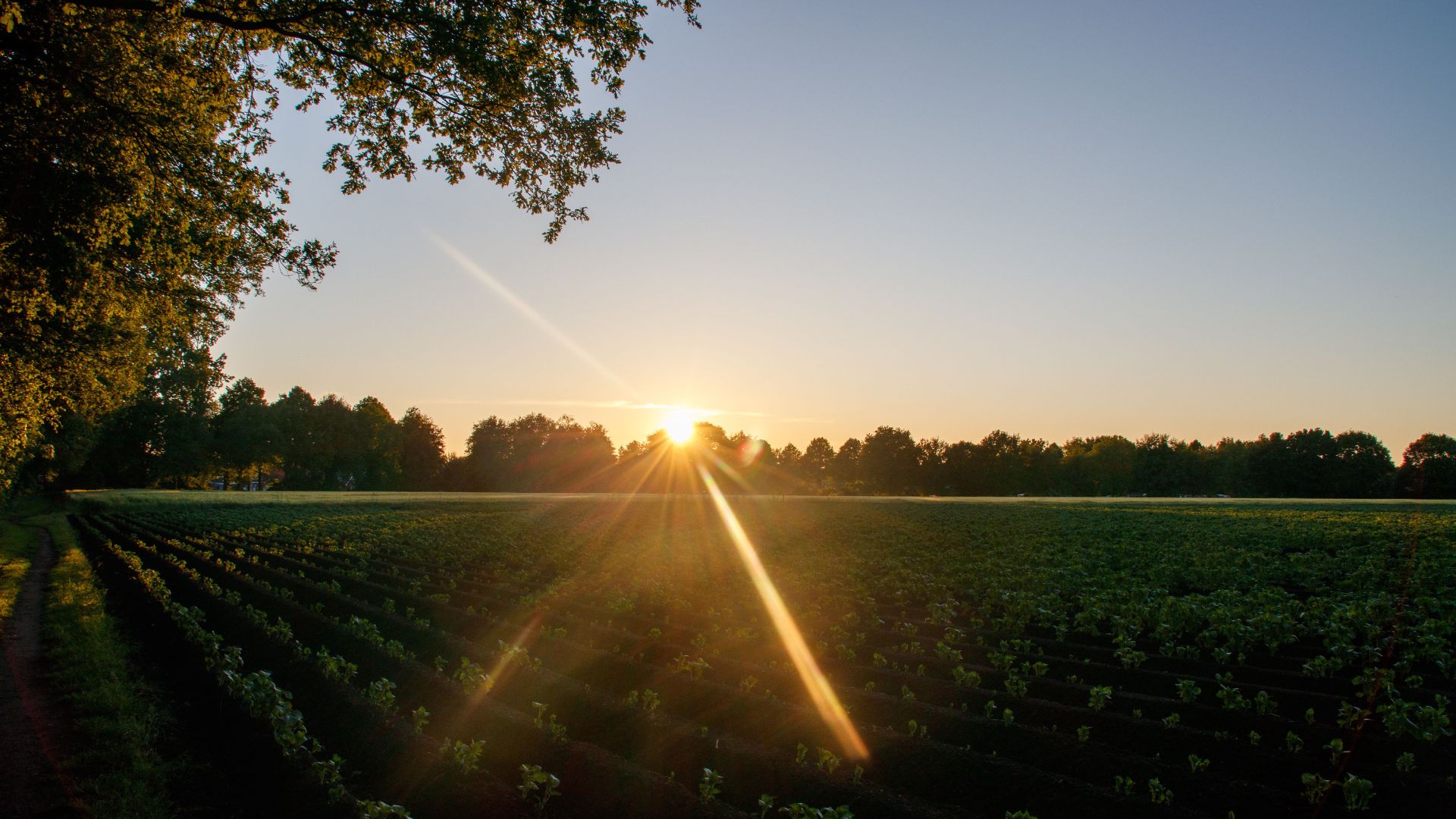 Sunrise over rows of crops in a farm field, framed by trees.