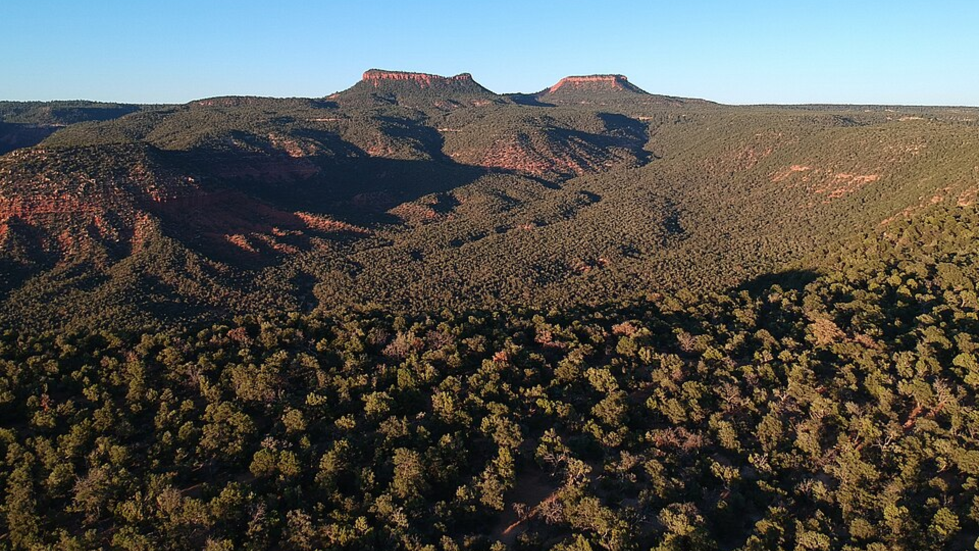 Forested canyons and red rock mesas across Bears Ears National Monument.