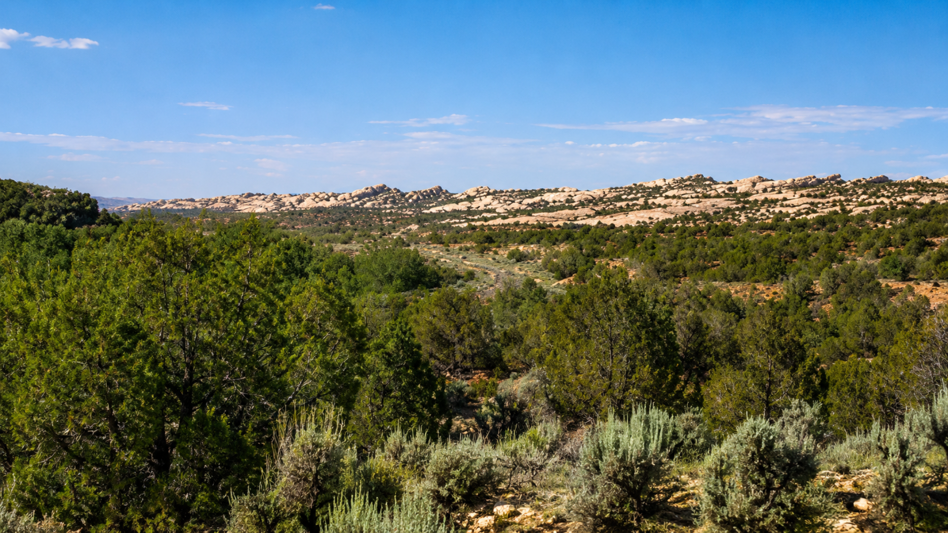 Juniper-covered landscape and pale sandstone ridges beneath a blue sky in Bears Ears.
