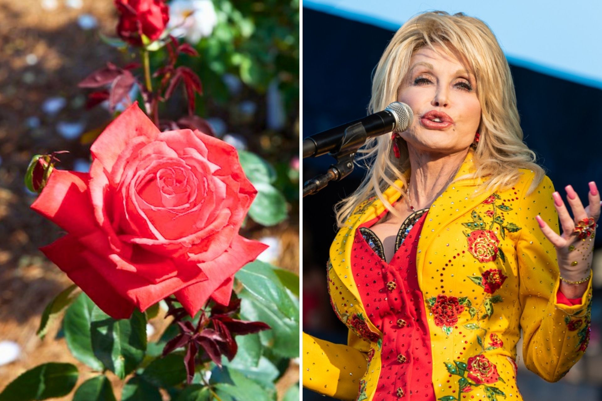 Split image of Dolly Parton performing onstage on the right and the vibrant red rose named after her in bloom on the left.