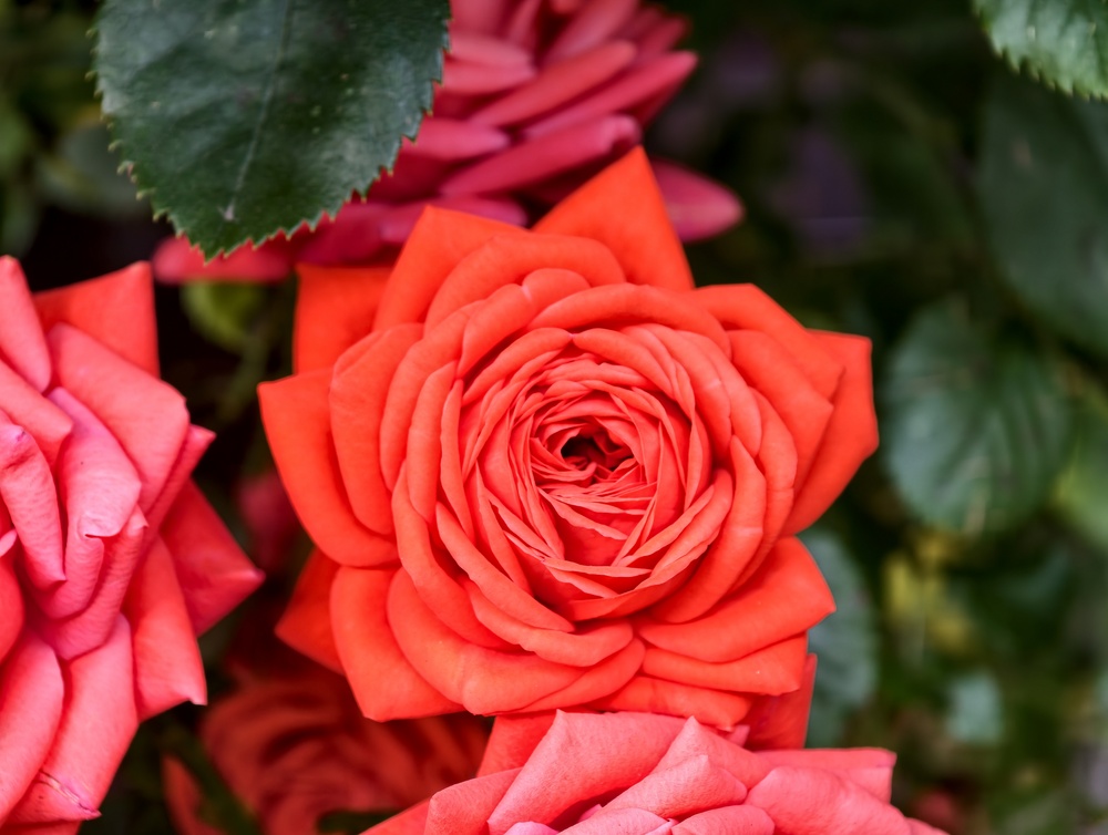 Close-up of a Dolly Parton hybrid tea rose with large red-orange petals.