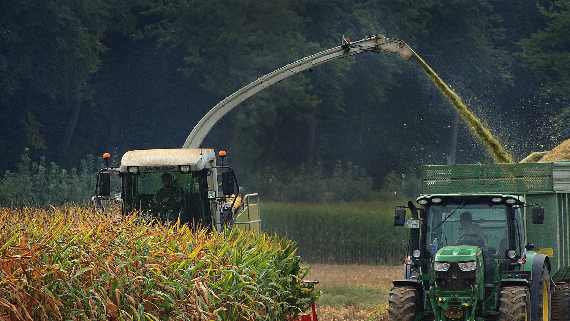 Harvester cuts a cornfield and sprays chopped crop into a green tractor trailer, surrounded by trees under a hazy sky.