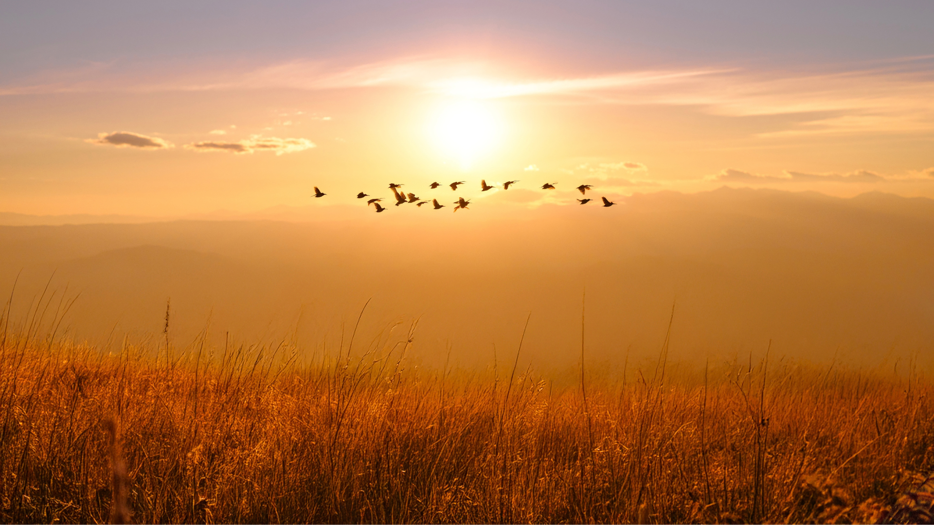 A flock of birds flying across a vibrant golden sunset sky over a field of tall, dry grass.