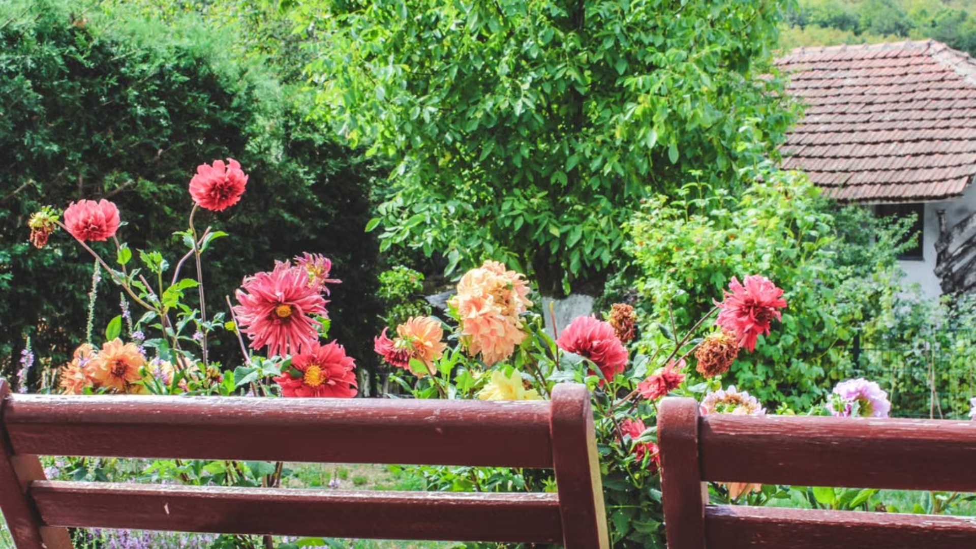 Colorful dahlias bloom behind a wooden bench overlooking a rural house with a tiled roof.