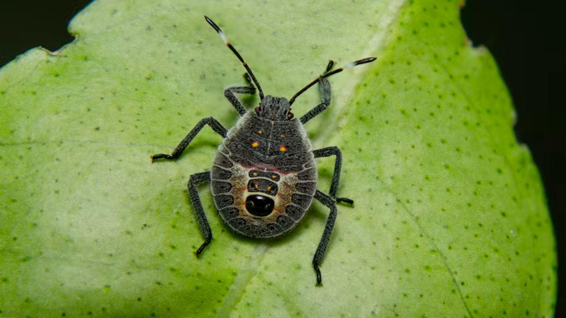 Close-up of a gray stink bug nymph with black markings, orange spots, and long antennae resting on a green leaf.