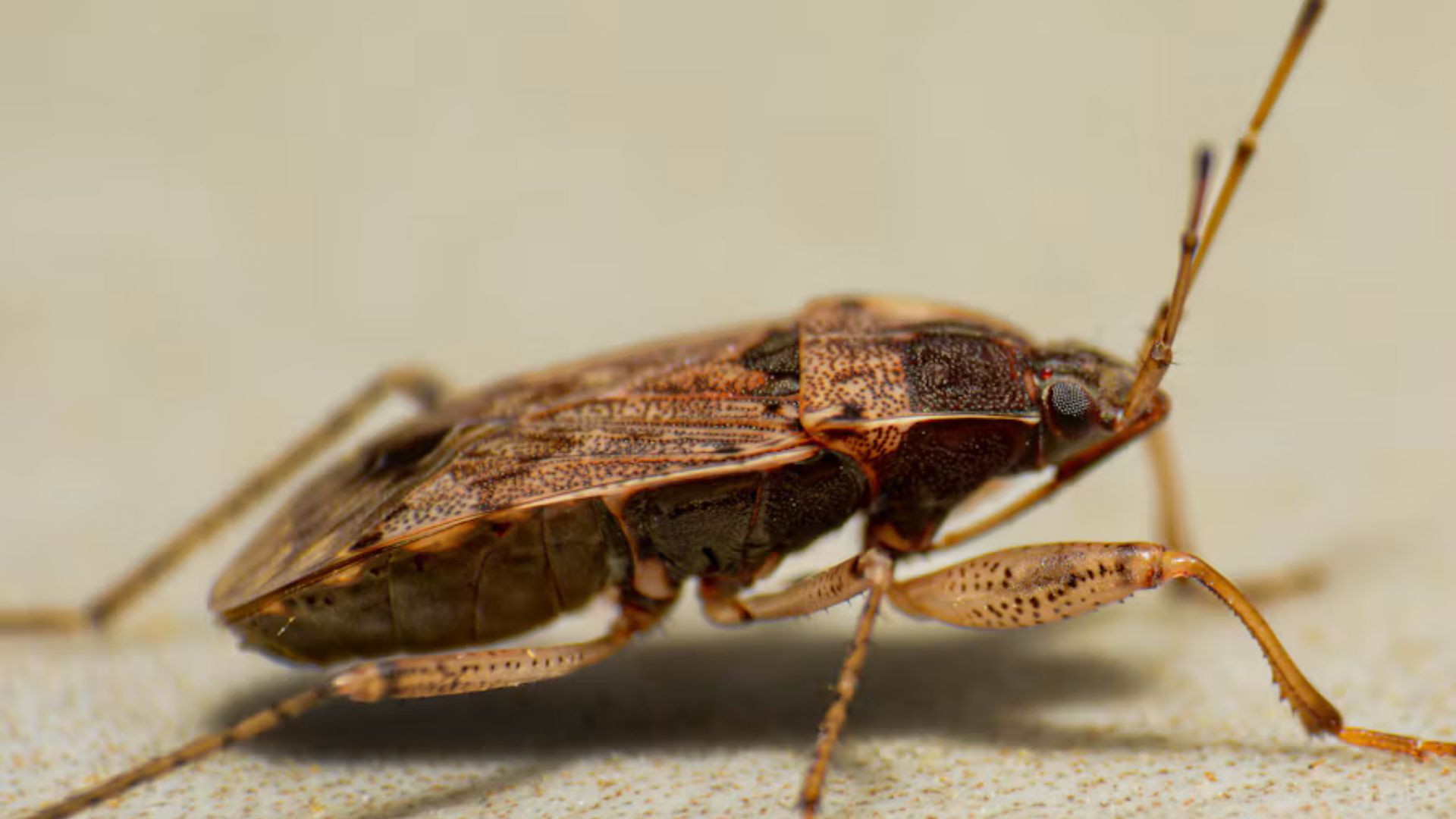 Close-up side view of a brown leaf-footed bug with long antennae and enlarged hind legs resting on a light surface.
