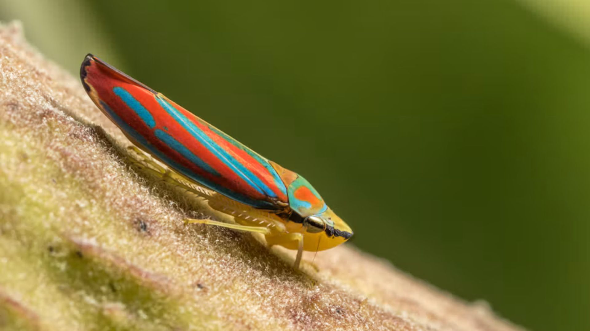 Colorful leafhopper with bright red, blue, and yellow markings perched on a plant stem against a green background.