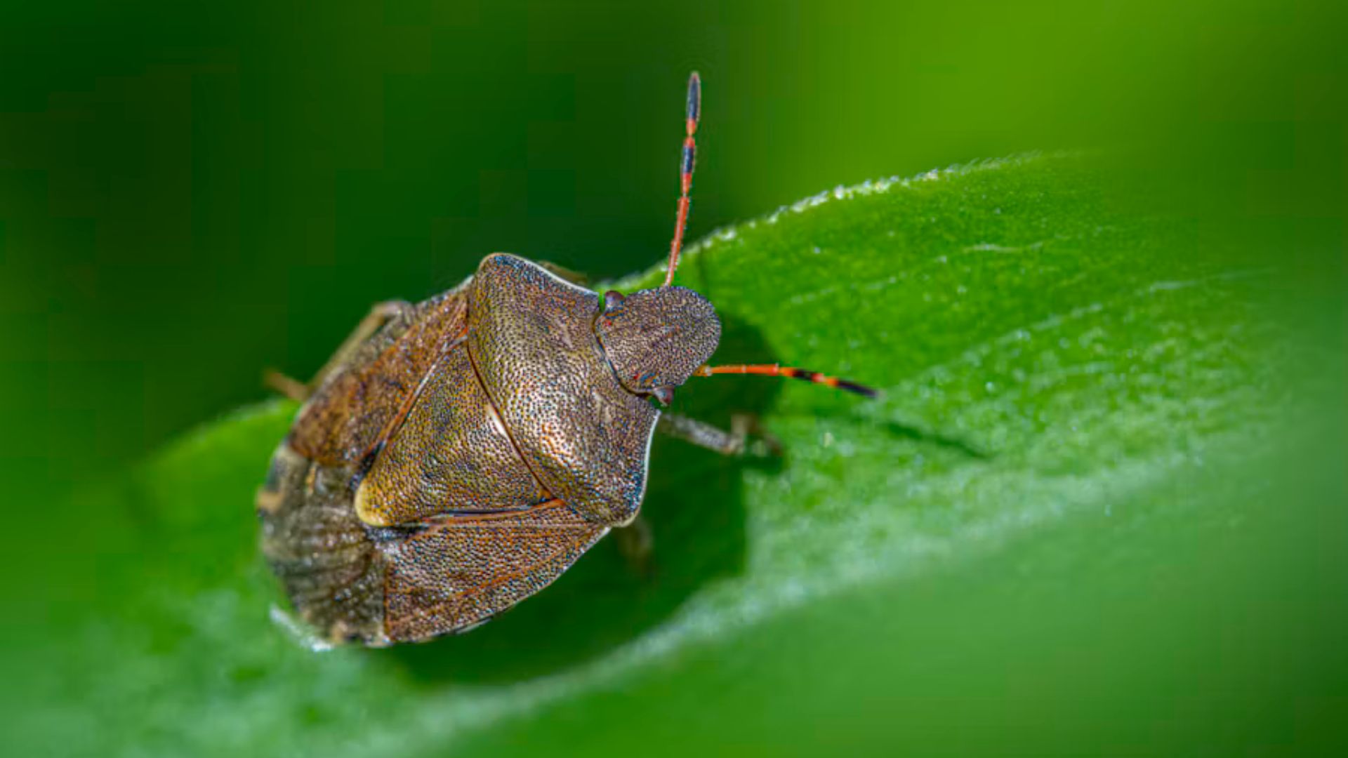 Brown stink bug with a shield-shaped body and striped antennae resting on a bright green leaf.